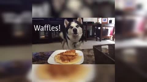 Huskies really know how to talk