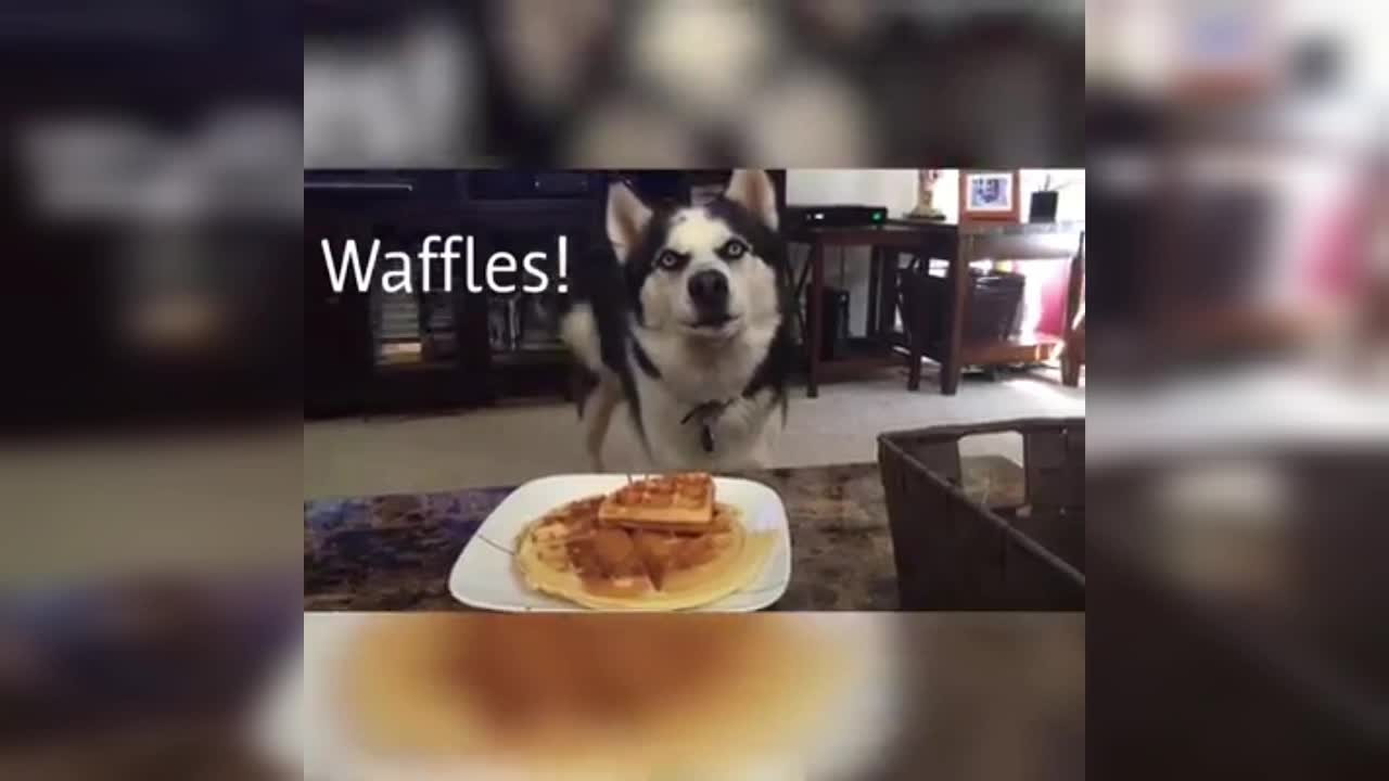 Huskies really know how to talk