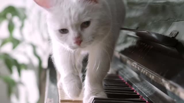 Cute cat walking on piano