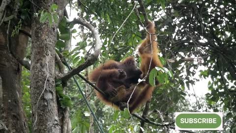 A Monkey Walking on the Grass