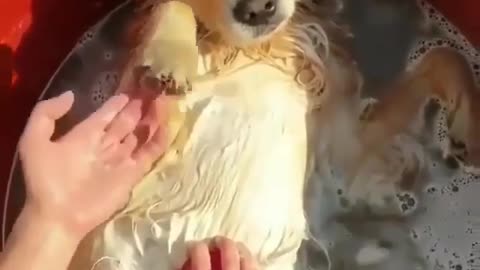 Funny REACTION #6- Dog Relaxing and take bath