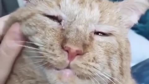 Nice act Taking care of sick 😷 cat god bless you