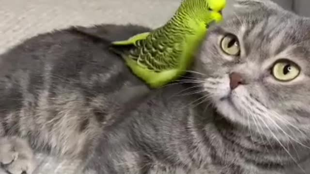 cat and parrot two friends