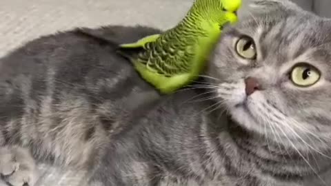 cat and parrot two friends