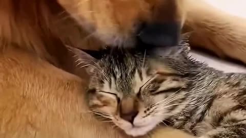 Cute and funny animal videos