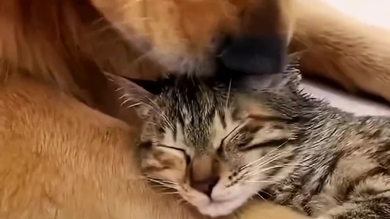 Cute and funny animal videos