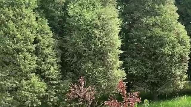 Birds and flowers, red trees, green towering trees