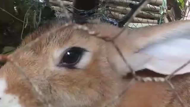 Pet RABBIT, Cute little Rabbit..Cutie