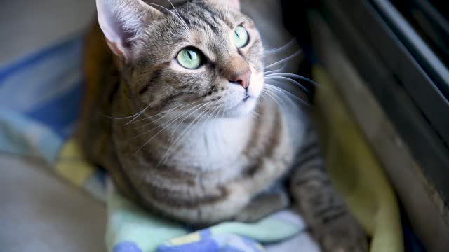 Cat ,Adorable , Fur , Furry