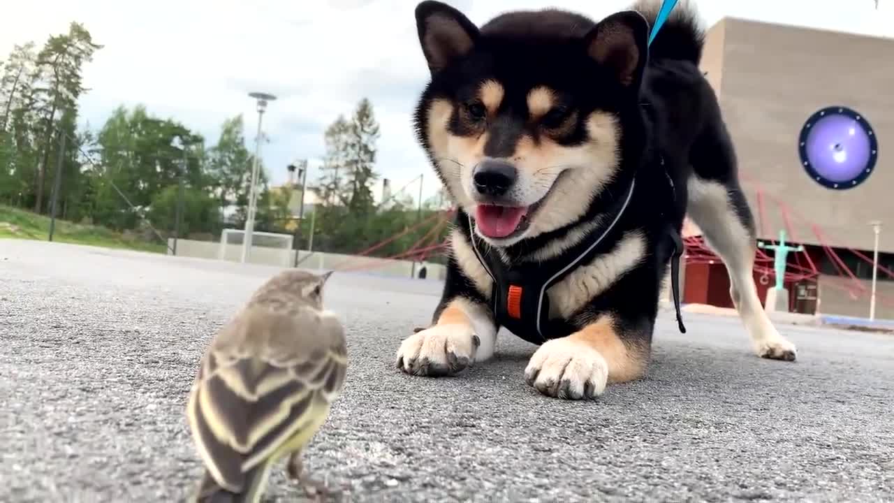 Doggo is Excited To See Bird on A Street