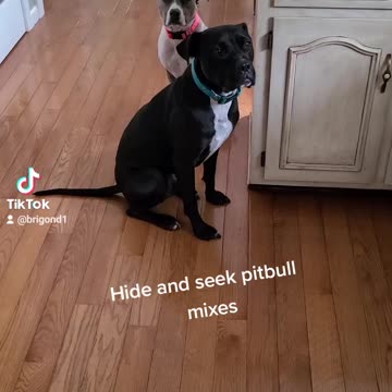 Pitbull mixes dog like to seek