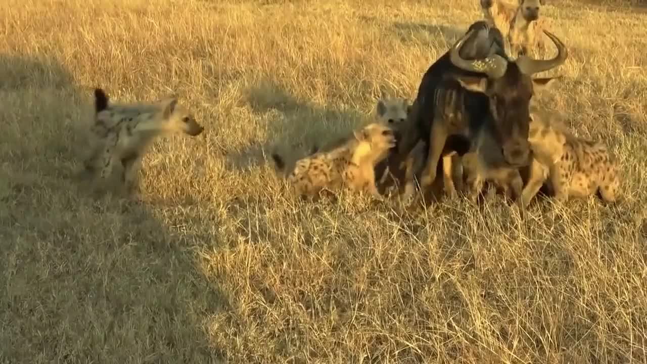 wild beast attacked by buffalo and eaten by hyena