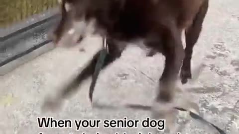 Cute Dog Video :)