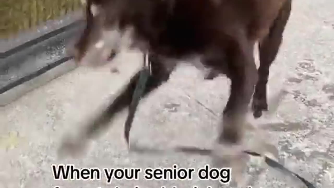 Cute Dog Video :)