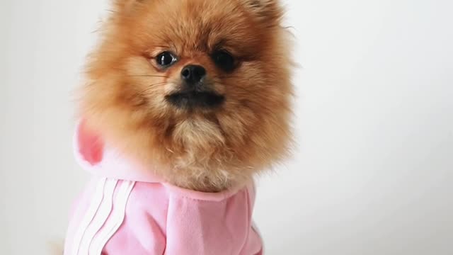 A dog that eats for fun