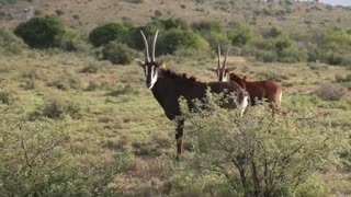 Video: ¿se acerca la sexta extinción masiva del planeta?