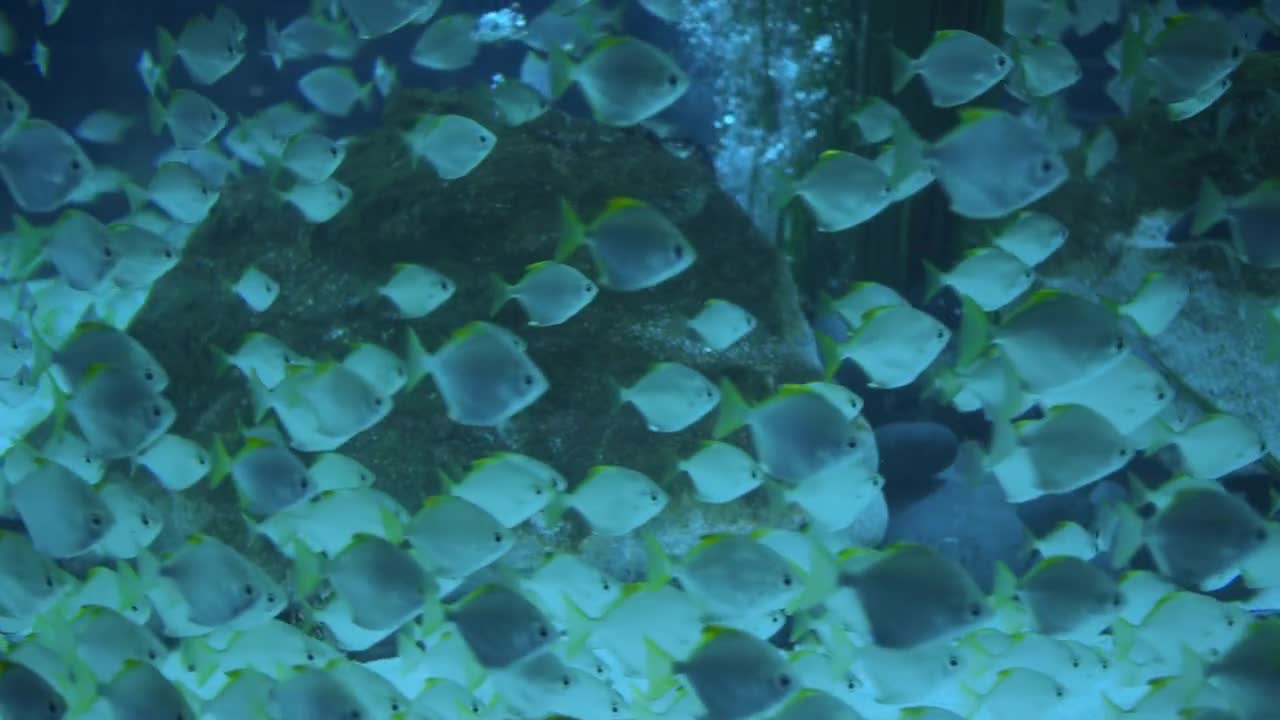 A flock of tropical fish floating in an aquarium