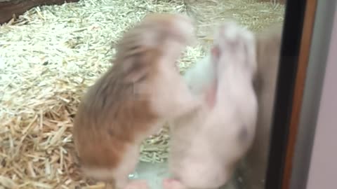 FIRST AND LAST ESCAPE ATTEMPT
