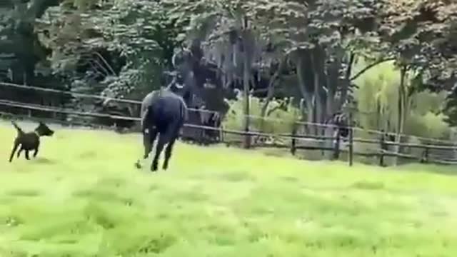 Black Horse Playing With Dog