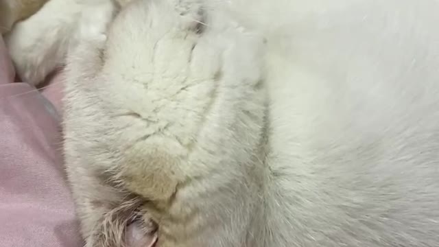 Cute cat snoring