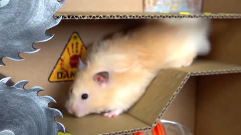 Obstacle course for hamster