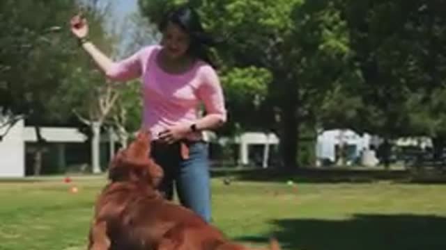 Dog Training Foundation || Dog Showing All Training Skill ||