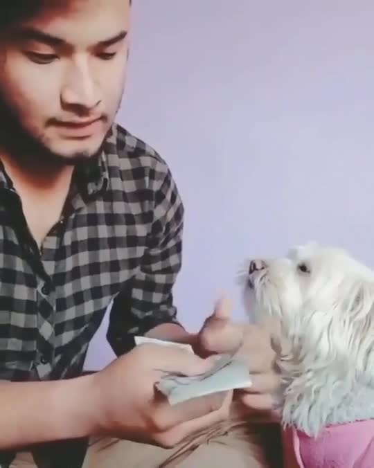 Little pet helping out