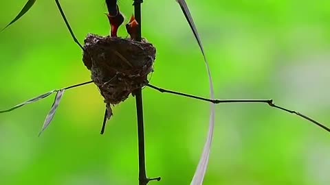 Small Bird, Small Nest.