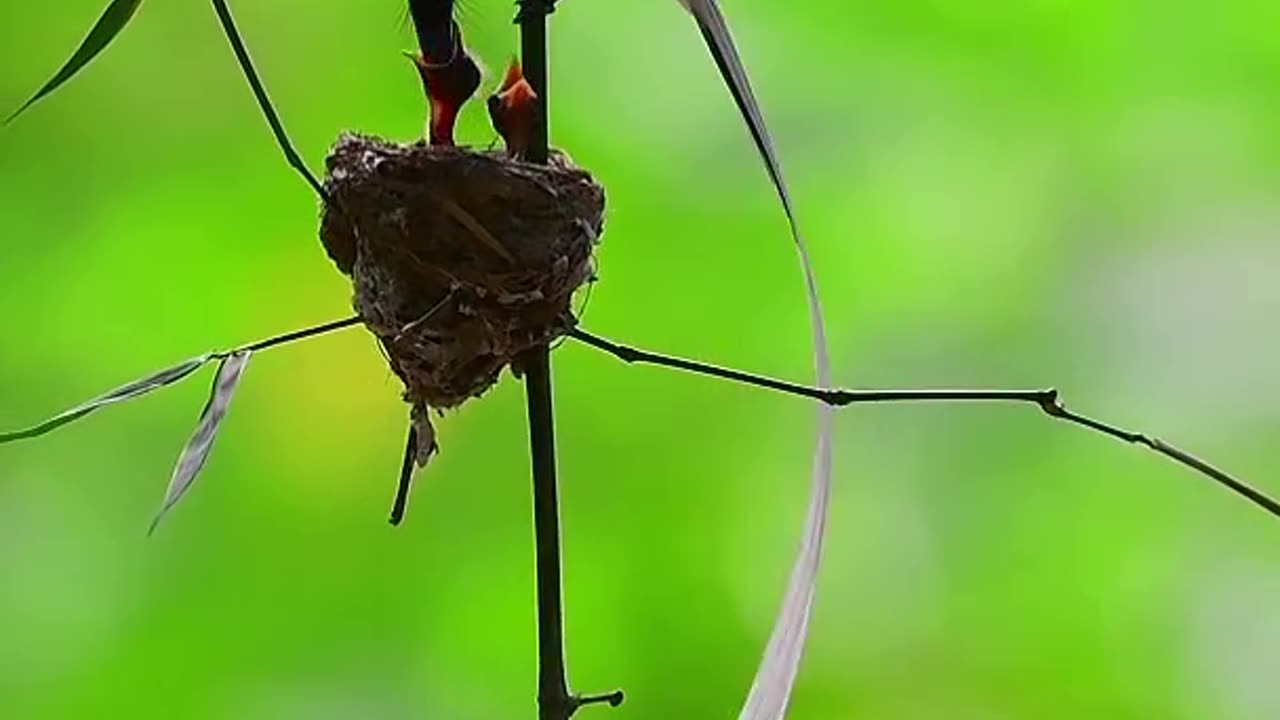 Small Bird, Small Nest.