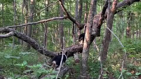 Tree Climbing Adventure Corgis