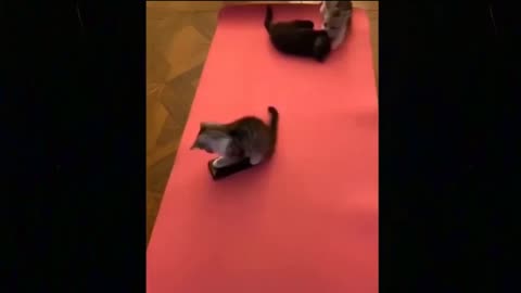 #funny Cute And Funny Pets- Cats and Dogs funnys