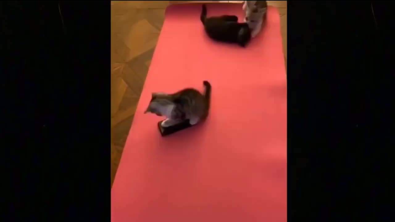 #funny Cute And Funny Pets- Cats and Dogs funnys