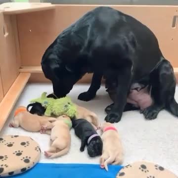 Dita & her pups Little Animal Responsible