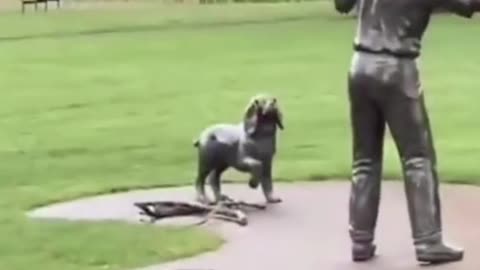 Dog Waiting For The Statue To Throw The Ball #dogs #funny #cats #cute