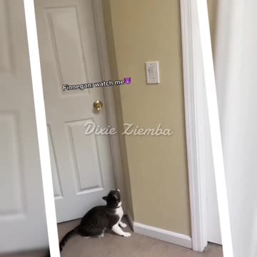 Watch out bug, this kitty means business 🐾