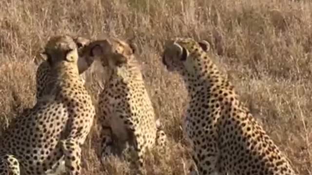 Leopard Jump in the wild