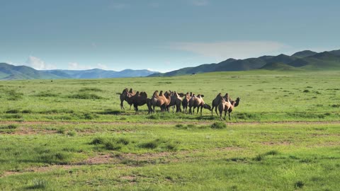 Exploring Dubai's Fascinating Animal Kingdom