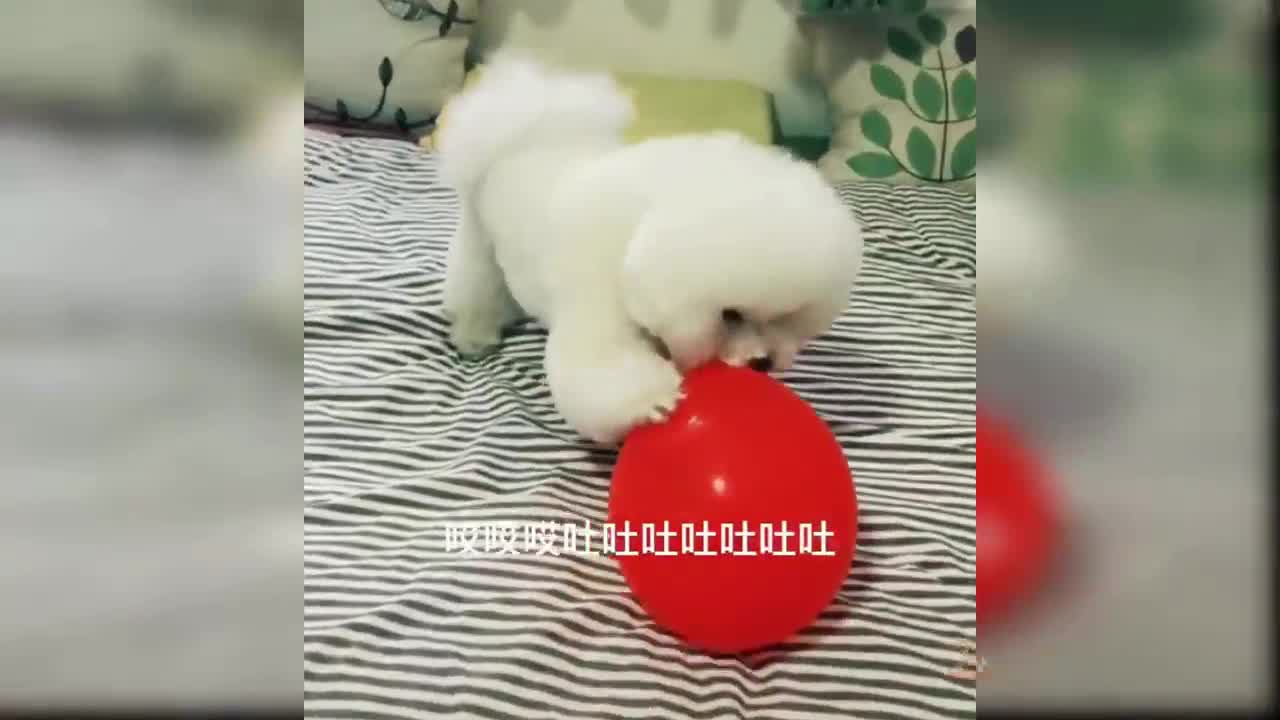 Funny Dog is Playing