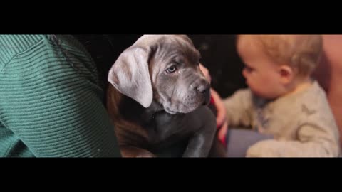 CANE CORSO PUPPY! First Day at Home With Our New Cane Corso Puppy!