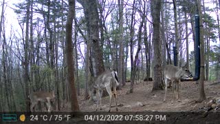 The Woods - 04/13/2022
