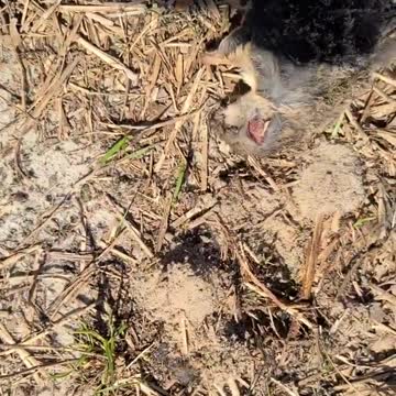 Dead possessed squirrel zombie? I saw it moving around!