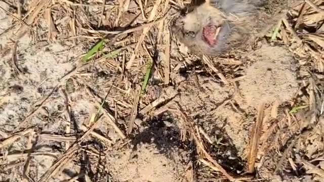 Dead possessed squirrel zombie? I saw it moving around!