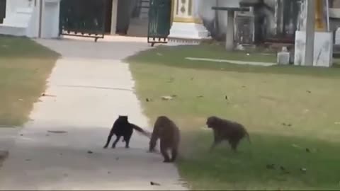 funny videos - cute cats and dogs compilation : )