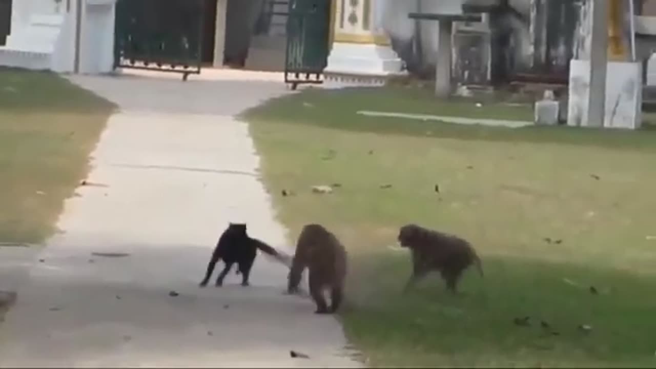 funny videos - cute cats and dogs compilation : )