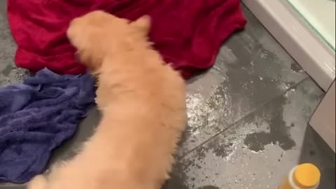 Funniest Golden Puppies Part.rfNvjR