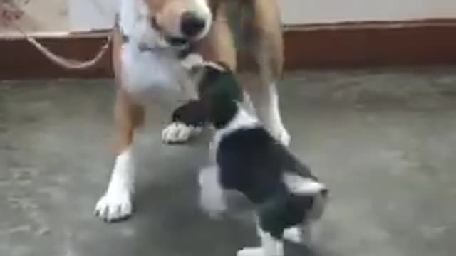 funny dog funny dog and cat videos funny comedy video