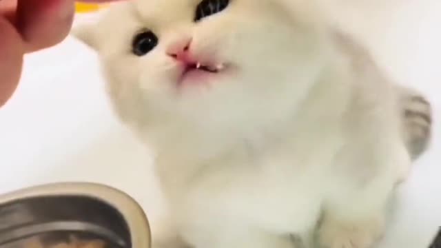 Such a lovely cat, I like cats very much, let me show you the gentle little cat