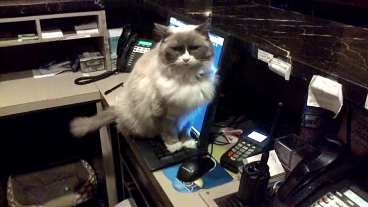 Cat Hotel Supervisor Is Retiring After Seven Years of Employment