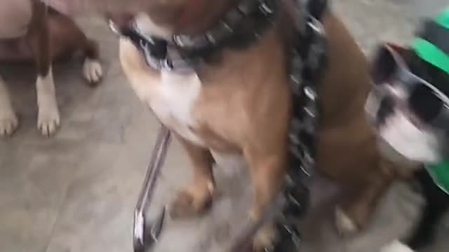 Funny Dogs Videos - The Gangster Dogs