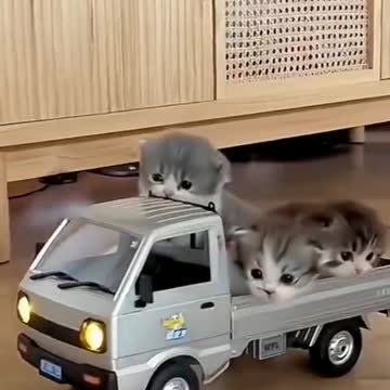 Funny Cat Videos